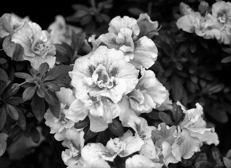 Galerie Roger-Viollet