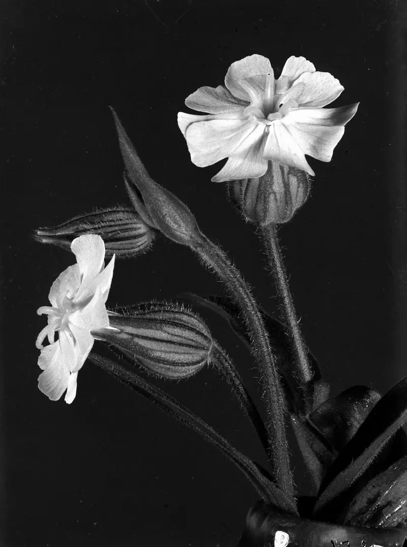 Galerie Roger-Viollet