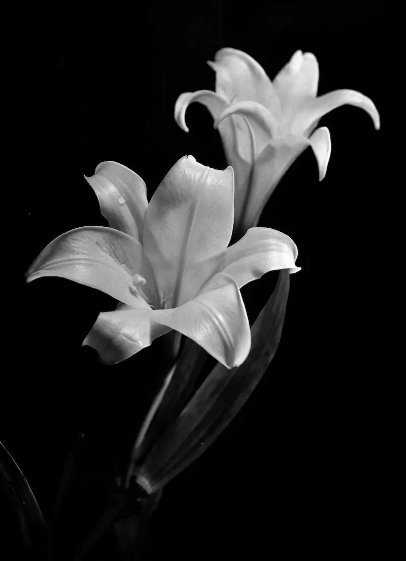 Galerie Roger-Viollet