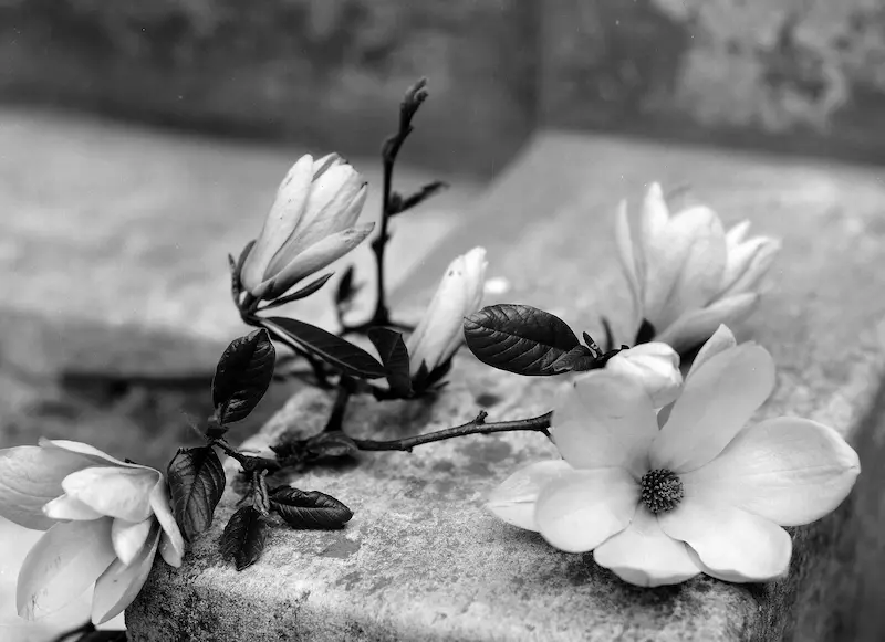 Galerie Roger-Viollet