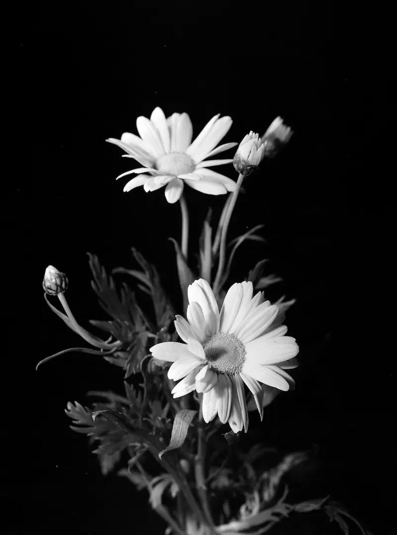 Galerie Roger-Viollet