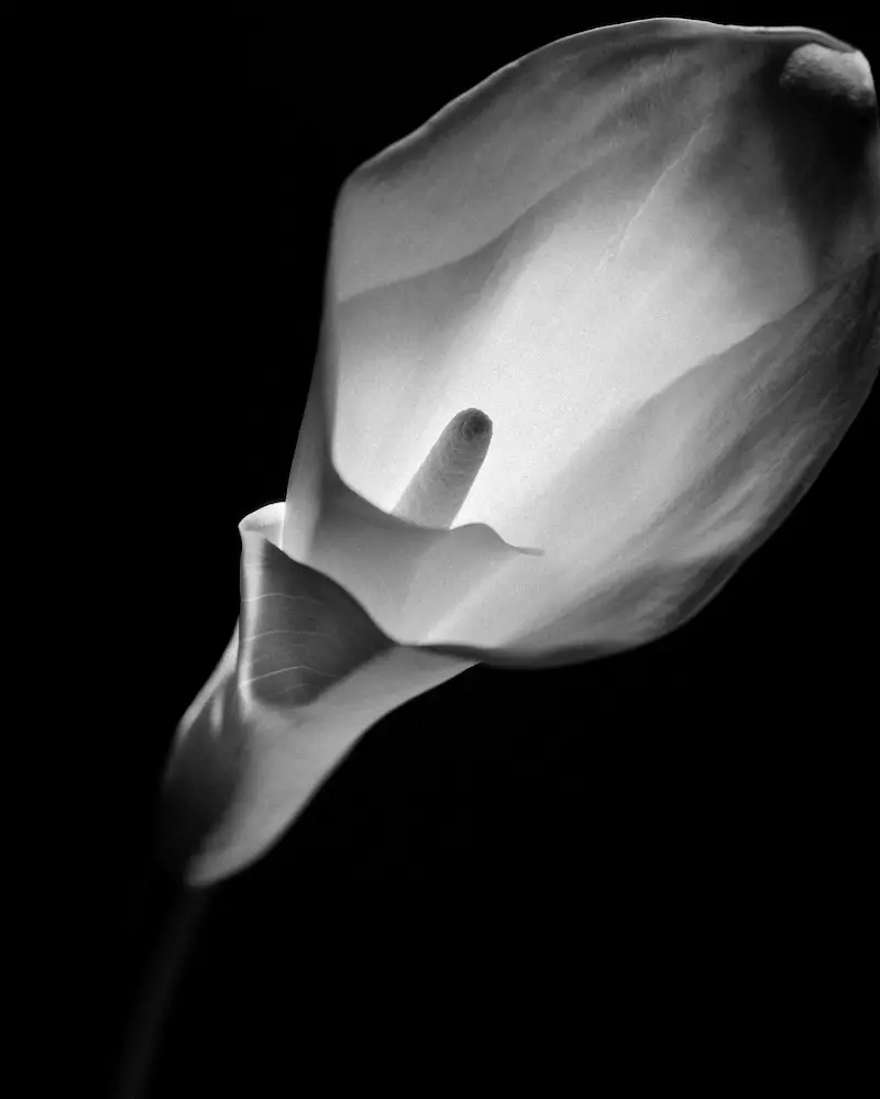 Galerie Roger-Viollet