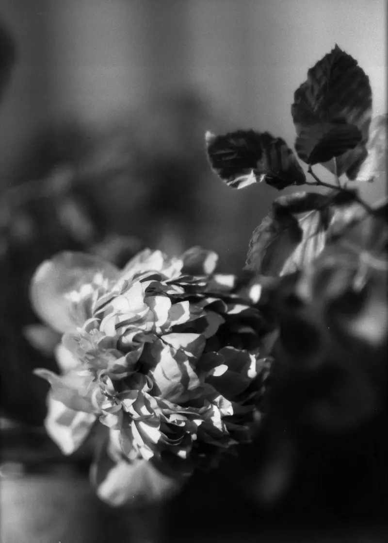 Galerie Roger-Viollet