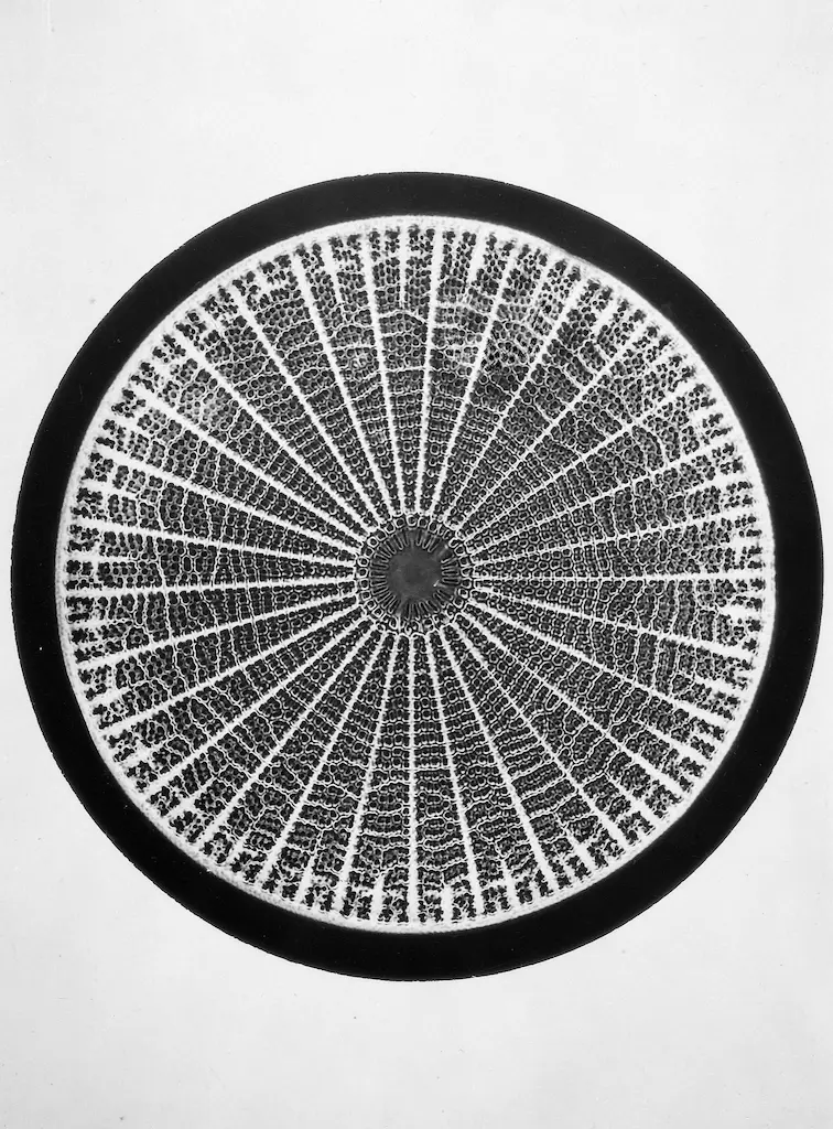 Galerie Roger-Viollet